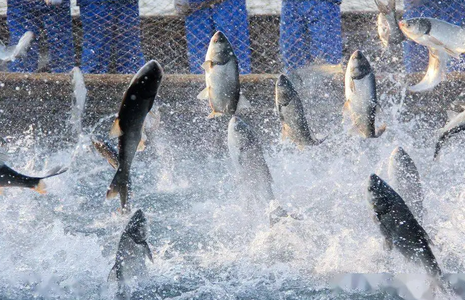 魚(yú)塘水質(zhì)管理需要注意哪些事項(xiàng)
